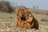 DOGUE DU TIBET 206